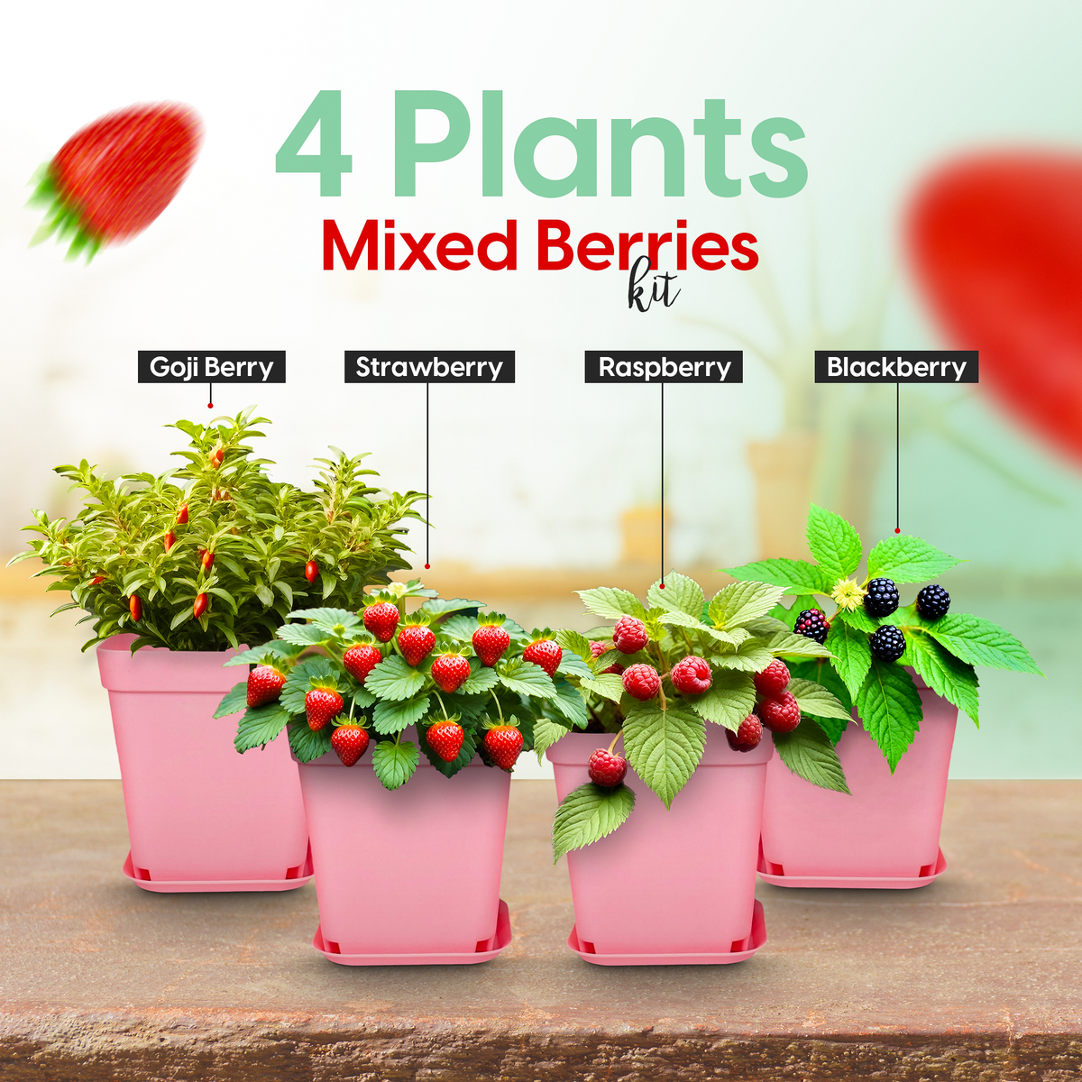 Mixed Berries Growing Kit Loako
