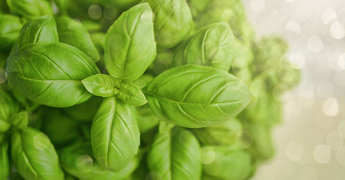Everything You Need to Know About Basil