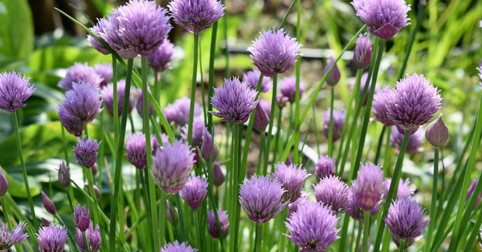 Everything You Need to Know About Chives