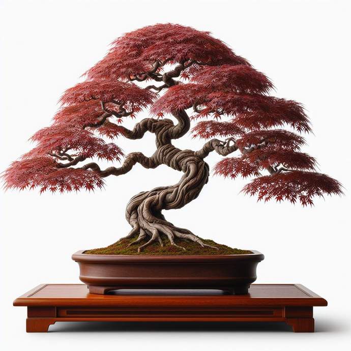 Everything You Need to Know About the Japanese Maple Bonsai Tree