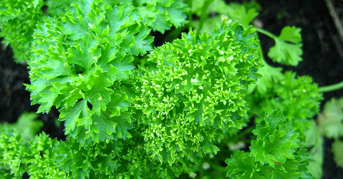 Everything You Need to Know About Parsley