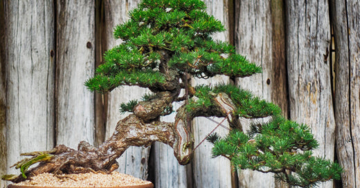The Different Shapes to Structure your Bonsai Tree