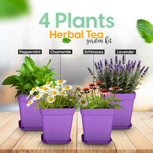 Load image into Gallery viewer, Herbal Tea Growing Kit