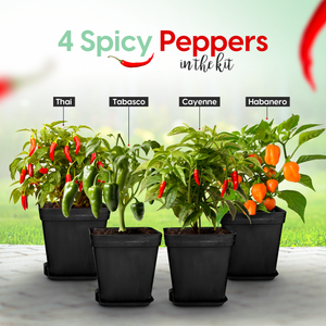 Spicy Peppers Growing Kit