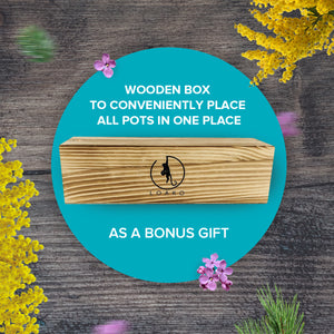 loako bonsai tree kit Premium Bonsai Tree Kit – Loako