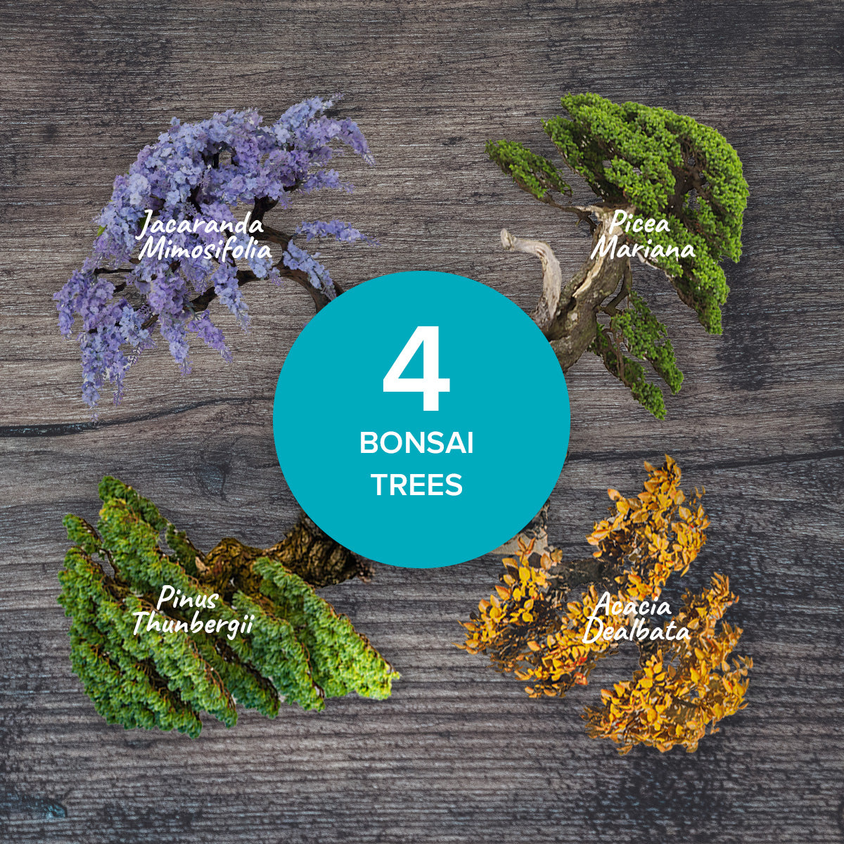 Premium Bonsai Tree Kit