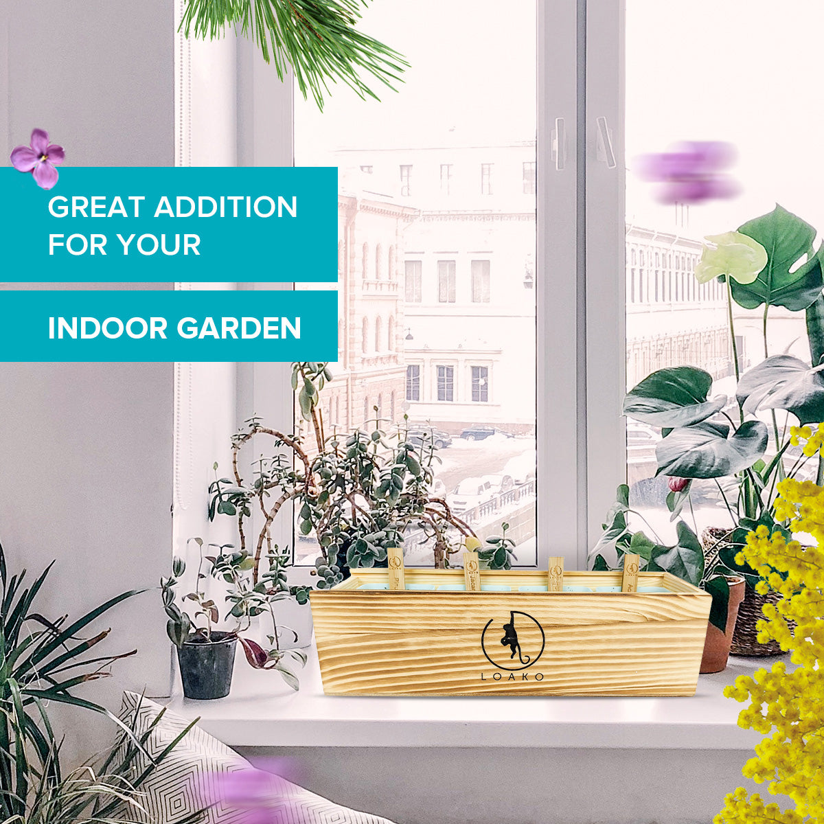 loako bonsai tree kit instructions Premium Bonsai Tree Kit