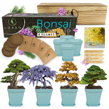 Load image into Gallery viewer, Premium Bonsai Tree Kit