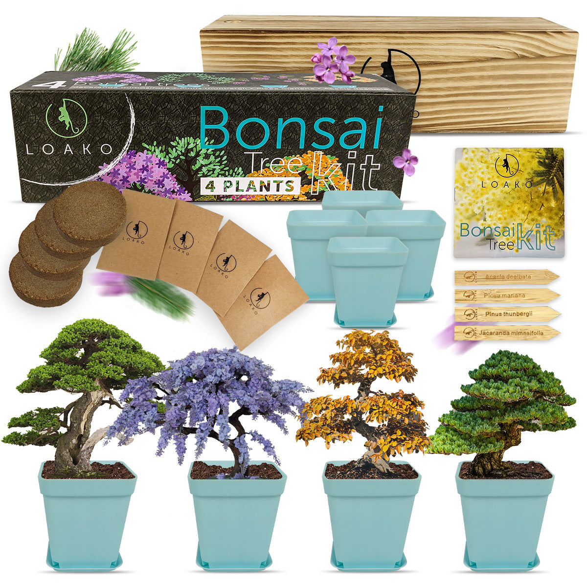 Premium Bonsai Tree Kit – Loako