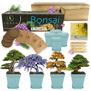 BONSAI TREE KIT for beginners, Grow Your Own - Bonsai Trees, Gardening Gift  Set.