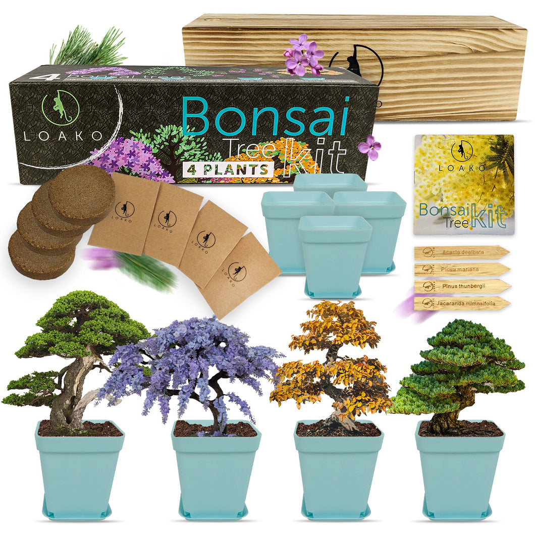 Premium Bonsai Tree Kit