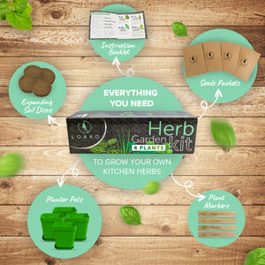 loako premium bonsai tree kit Premium Herb Garden Kit – Loako